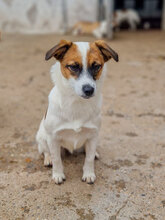 ALY, Hund, Mischlingshund in Bulgarien - Bild 3