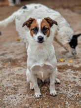 ALY, Hund, Mischlingshund in Bulgarien - Bild 4