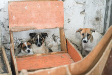 ALY, Hund, Mischlingshund in Bulgarien - Bild 5