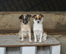 ALY, Hund, Mischlingshund in Bulgarien - Bild 6