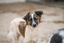 AVA, Hund, Mischlingshund in Bulgarien - Bild 1