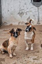 AVA, Hund, Mischlingshund in Bulgarien - Bild 10