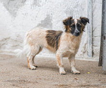 AVA, Hund, Mischlingshund in Bulgarien - Bild 2