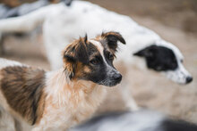 AVA, Hund, Mischlingshund in Bulgarien - Bild 3