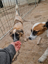 AVA, Hund, Mischlingshund in Bulgarien - Bild 4