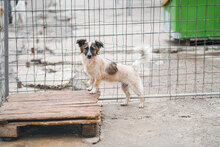 AVA, Hund, Mischlingshund in Bulgarien - Bild 9