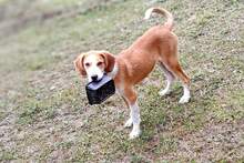 JANOSCH, Hund, Mischlingshund in Bulgarien