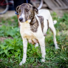 MENINA, Hund, Mischlingshund in Warmsen - Bild 1