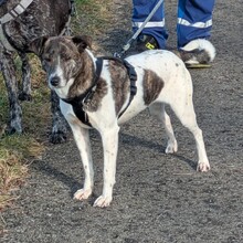 MENINA, Hund, Mischlingshund in Warmsen - Bild 2