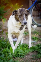 MENINA, Hund, Mischlingshund in Warmsen - Bild 6