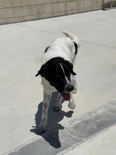 APOLO, Hund, Mastin Español-Mix in Spanien - Bild 4