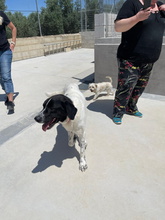 APOLO, Hund, Mastin Español-Mix in Spanien - Bild 5