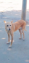 ALMA, Hund, Podenco Andaluz in Spanien - Bild 10