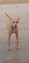 ALMA, Hund, Podenco Andaluz in Spanien - Bild 11