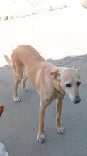 ALMA, Hund, Podenco Andaluz in Spanien - Bild 12