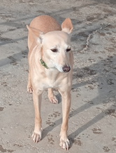 ALMA, Hund, Podenco Andaluz in Spanien - Bild 2