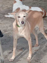 ALMA, Hund, Podenco Andaluz in Spanien - Bild 3