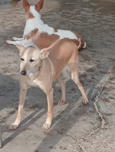 ALMA, Hund, Podenco Andaluz in Spanien - Bild 4