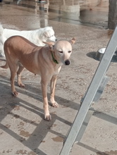 ALMA, Hund, Podenco Andaluz in Spanien - Bild 5