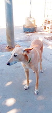 ALMA, Hund, Podenco Andaluz in Spanien - Bild 7