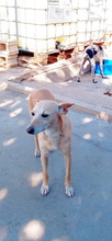 ALMA, Hund, Podenco Andaluz in Spanien - Bild 8