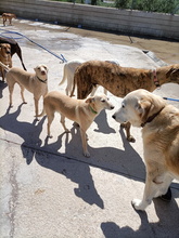 ALMA, Hund, Podenco Andaluz in Spanien - Bild 9