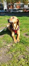 IRA, Hund, Beagle-Dackel-Mix in Berlin