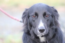 EILA, Hund, Collie-Border Collie-Mix in Lohra-Reimershausen - Bild 1