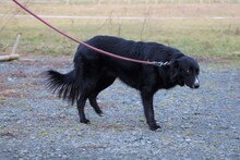 EILA, Hund, Collie-Border Collie-Mix in Lohra-Reimershausen - Bild 2