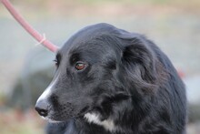 EILA, Hund, Collie-Border Collie-Mix in Lohra-Reimershausen - Bild 3