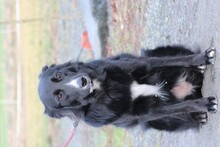 EILA, Hund, Collie-Border Collie-Mix in Lohra-Reimershausen - Bild 4