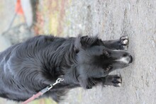 EILA, Hund, Collie-Border Collie-Mix in Lohra-Reimershausen - Bild 5