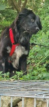 CASSY, Hund, Mischlingshund in München
