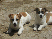 AKI, Hund, Mischlingshund in Bulgarien - Bild 10