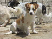 AKI, Hund, Mischlingshund in Bulgarien - Bild 3