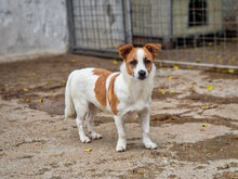 AKI, Hund, Mischlingshund in Bulgarien - Bild 6