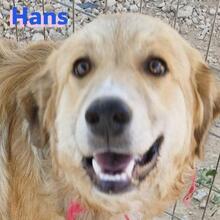 HANS, Hund, Golden Retriever in Griechenland - Bild 1