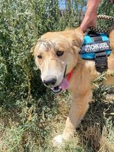 HANS, Hund, Golden Retriever in Griechenland - Bild 10