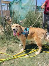 HANS, Hund, Golden Retriever in Griechenland - Bild 11