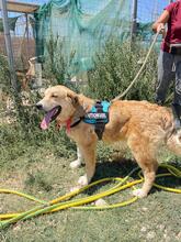 HANS, Hund, Golden Retriever in Griechenland - Bild 12