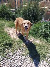 HANS, Hund, Golden Retriever in Griechenland - Bild 6