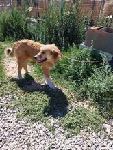 HANS, Hund, Golden Retriever in Griechenland - Bild 7