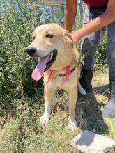 HANS, Hund, Golden Retriever in Griechenland - Bild 9