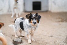 ANIS, Hund, Mischlingshund in Bulgarien - Bild 1