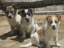 ANIS, Hund, Mischlingshund in Bulgarien - Bild 10