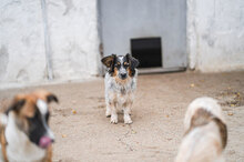 ANIS, Hund, Mischlingshund in Bulgarien - Bild 2