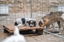 ANIS, Hund, Mischlingshund in Bulgarien - Bild 5