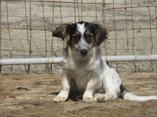 ANIS, Hund, Mischlingshund in Bulgarien - Bild 6