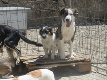 ANIS, Hund, Mischlingshund in Bulgarien - Bild 9