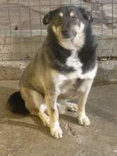 BRISKO, Hund, Mischlingshund in Bulgarien - Bild 1